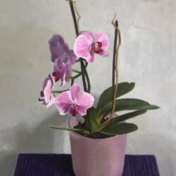 Chani Cohen Zada, Orchids
